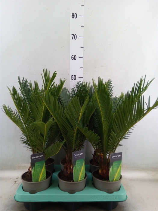 <h4>Cycas revoluta</h4>