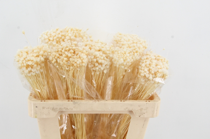 <h4>DF Berina Bleach Bs</h4>