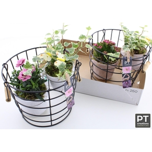 ARR TUINPLANTEN