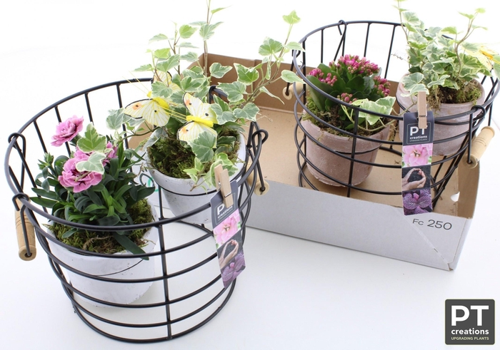 <h4>ARR TUINPLANTEN</h4>