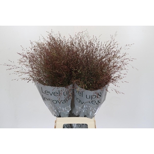 Panicum Virgatum Warrior