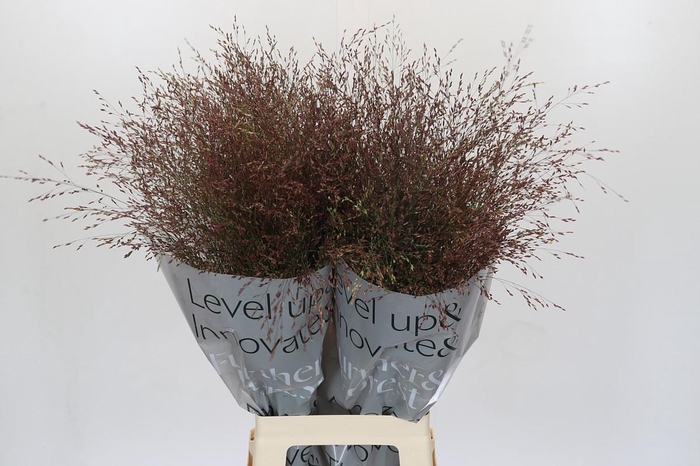 Panicum Virgatum Warrior