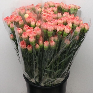 Di St Ateca Orange X 160