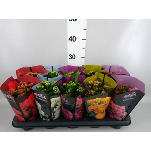 Kalanchoe blos. 'Perfecta'  ..mix 5