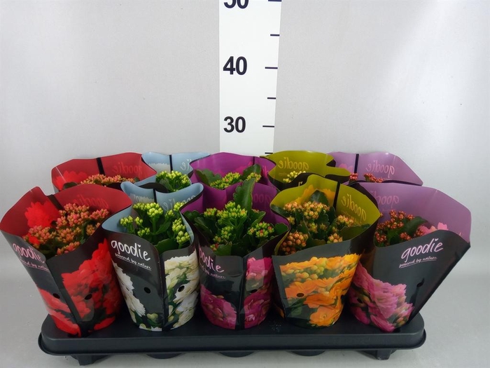 <h4>Kalanchoe blos. 'Perfecta'  ..mix 5</h4>