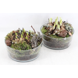 arr4 Bollenmix MB - Glas denta 285/5