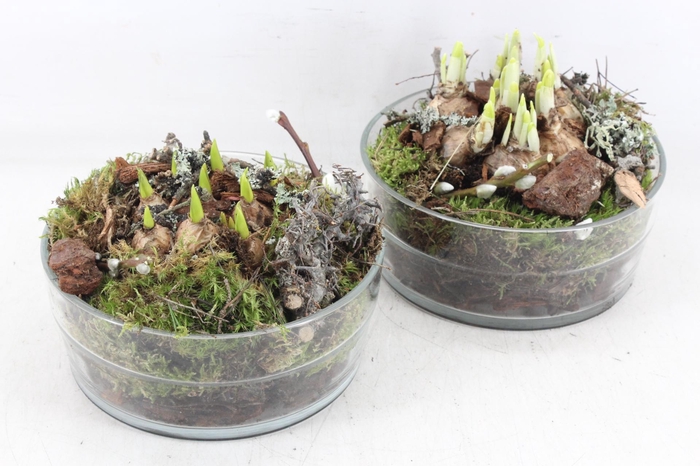 <h4>arr4 Bollenmix MB - Glas denta 285/5</h4>