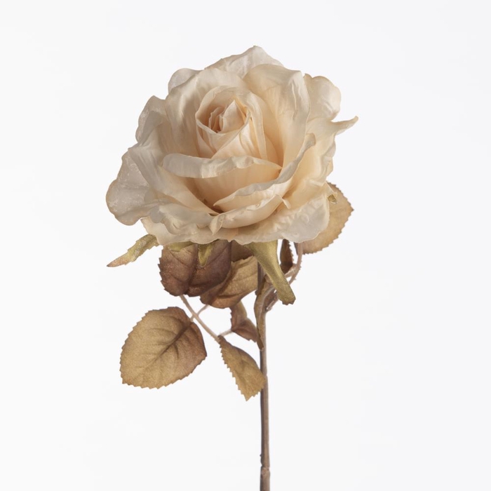 <h4>AF Rosa Dried L64cm Cream</h4>