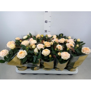 Rosa  'Belami Kordana'