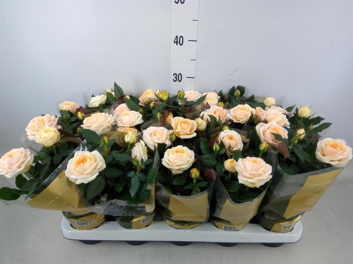 <h4>Rosa  'Belami Kordana'</h4>