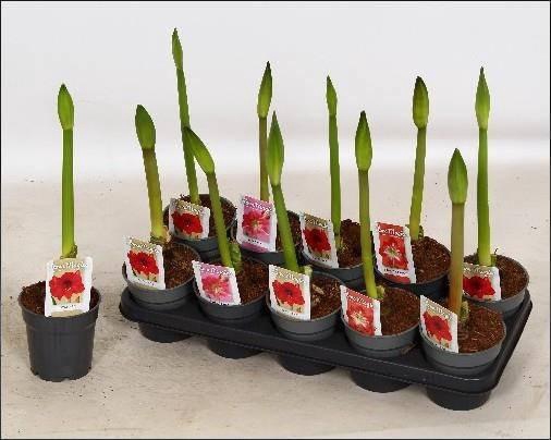 <h4>HIPP GEM 3 SRT</h4>