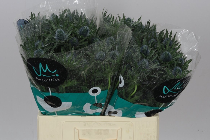 <h4>Eryngium Aqua</h4>