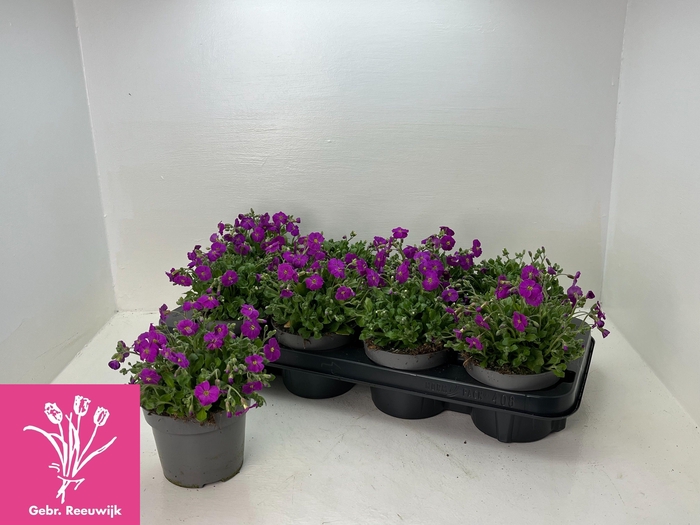 <h4>AUBR GRACILIS</h4>