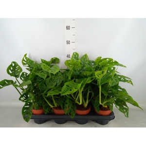 Monstera obliqua 'Leichtlinii'