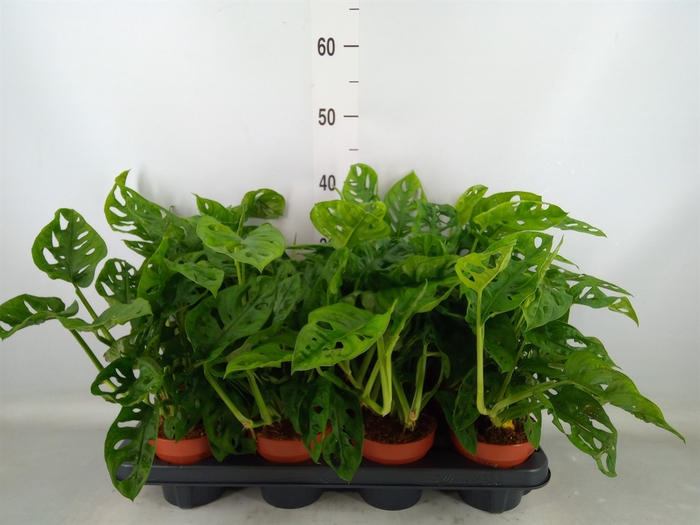 <h4>Monstera obliqua 'Leichtlinii'</h4>