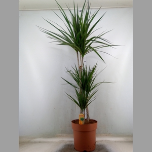 Dracaena marg.