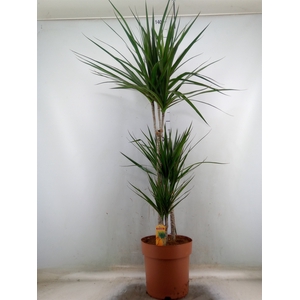 Dracaena marg.