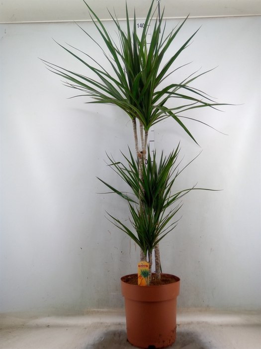 <h4>Dracaena marg.</h4>