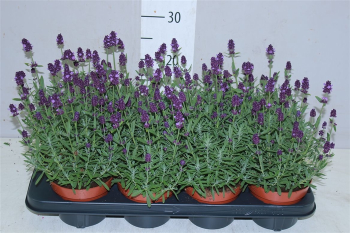<h4>Lavandula An Hidcote</h4>