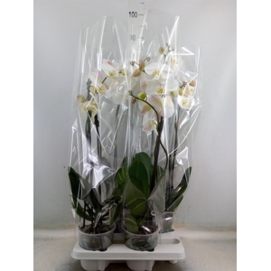 Phalaenopsis   ...white