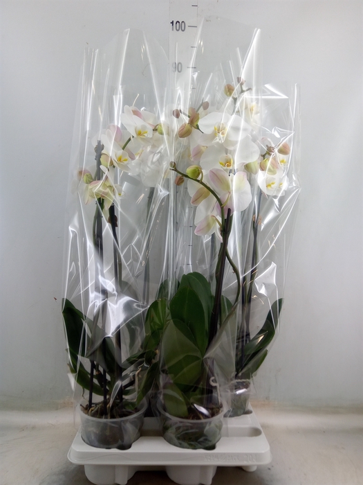<h4>Phalaenopsis   ...white</h4>