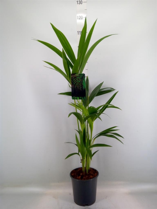 <h4>Howea forsteriana</h4>