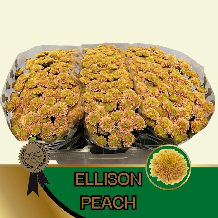 <h4>CHR S ELLISON PEACH</h4>