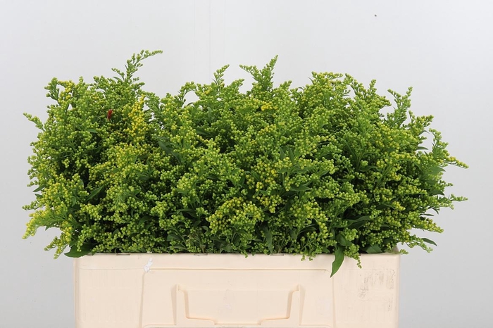 <h4>Soli Carzan Glory</h4>