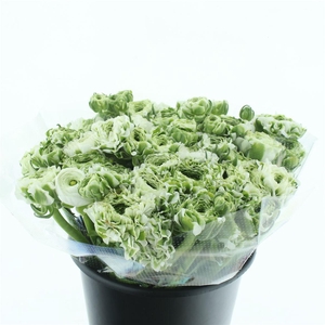 Ran Ponpon Igloo Green White Extra