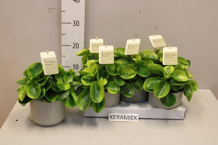 <h4>PEP OBT OBTIPAN</h4>