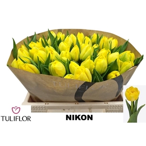 TU DU NIKON