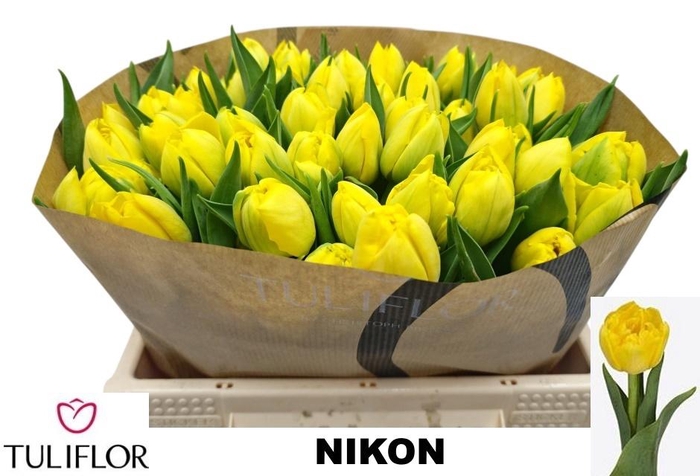 <h4>TU DU NIKON</h4>