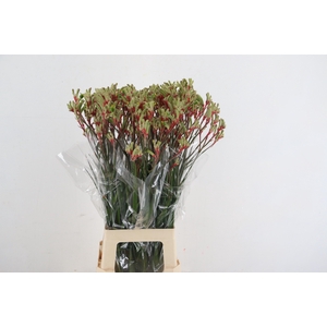 ANIGOZ JUDITH GREEN/RED 080CM
