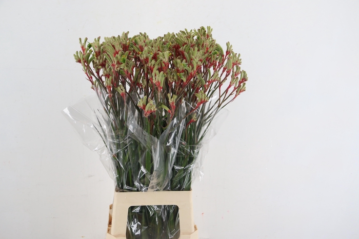 <h4>ANIGOZ JUDITH GREEN/RED 080CM</h4>