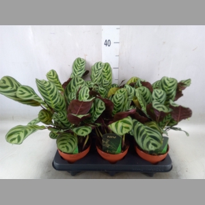 Ctenanthe burle-marxii