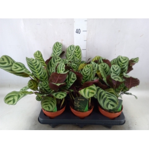 Ctenanthe burle-marxii