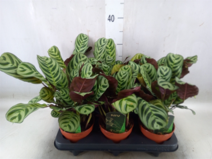 <h4>Ctenanthe burle-marxii</h4>
