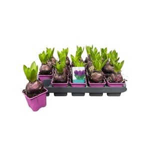 HYACIN PURPLE SENSATION P7