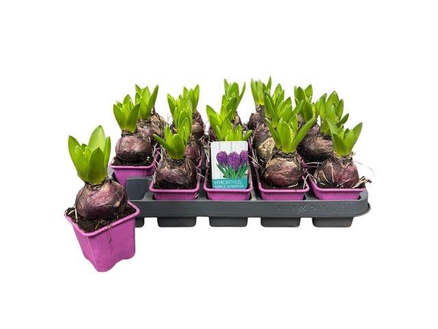 <h4>HYACIN PURPLE SENSATION P7</h4>