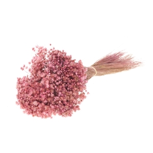 DRIED FLOWERS - MARCELA PINK