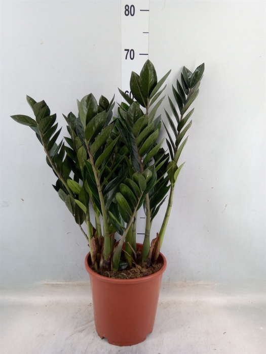 <h4>Zamioculcas zamiifolia 'Super Nova'</h4>