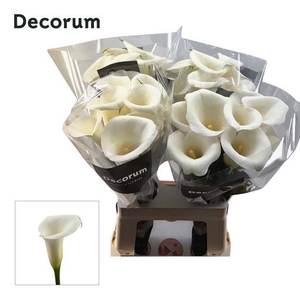 Calla Ivory Art