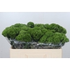 Dianthus Br Kiwi Mellow