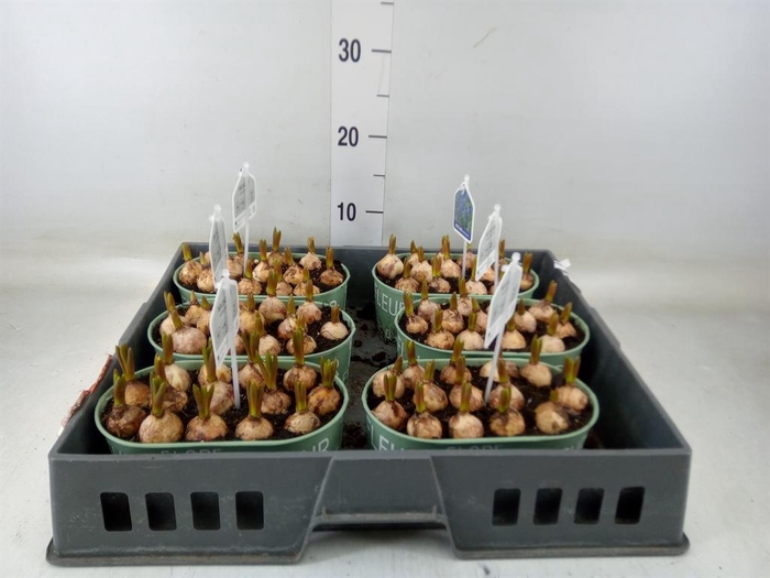 <h4>Arr. Muscari L%</h4>