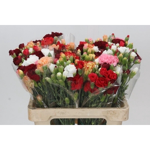 Dianthus Tr Rainbow Mix