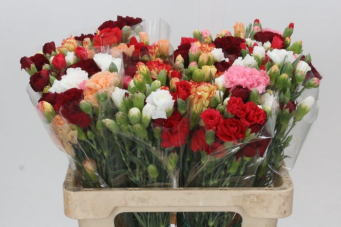 <h4>Dianthus Tr Rainbow Mix</h4>