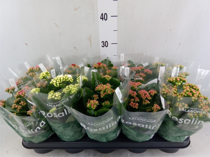 <h4>Kalanchoe blos. 'RosDon Collection'</h4>