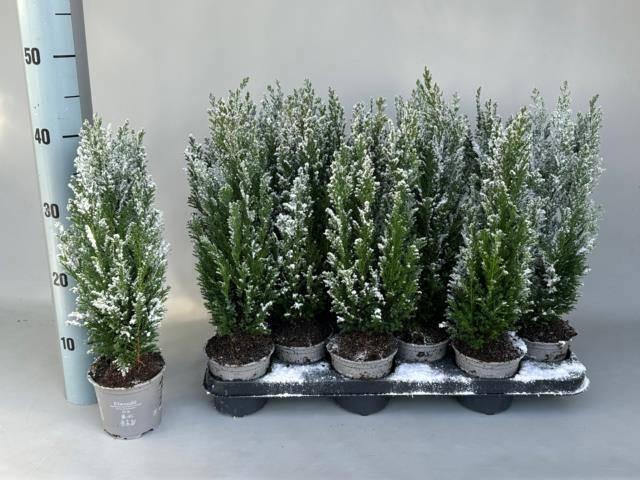 <h4>CHAM L ELLWOODII</h4>