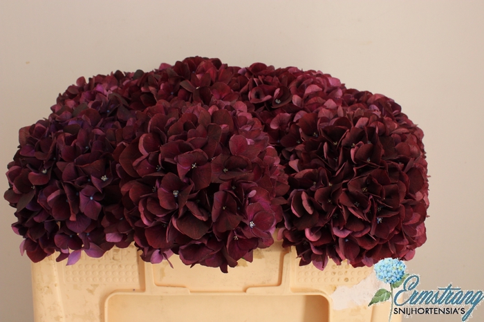 <h4>HYDR M MAG DARK RUBY</h4>