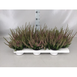 Calluna vulg. 'Beauty L Merlyn'